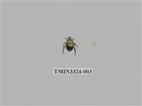 藏品(帶紋豆金龜)的圖片